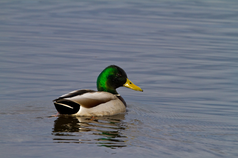 Mallard